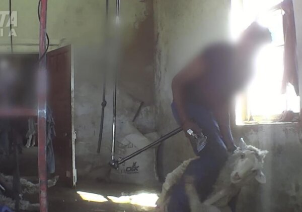 H&M Shoppers: You Need to See What Happens to Sheep for Wool