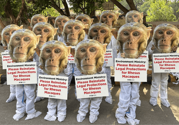 Troop of ‘Monkeys’ from PETA India and Aashray Foundation Plead for Rhesus Macaque Protection to be Reinstated Under Wildlife Protection Law