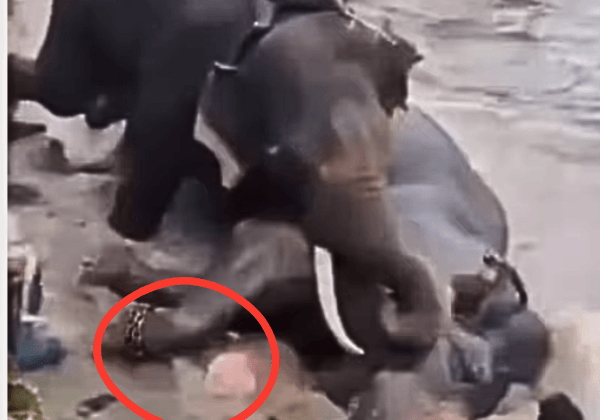 After Mother and Elephant’s Death at Dubare Elephant Camp, PETA India Urges Centre to Ban All Close-Contact Elephant Tourism Activities