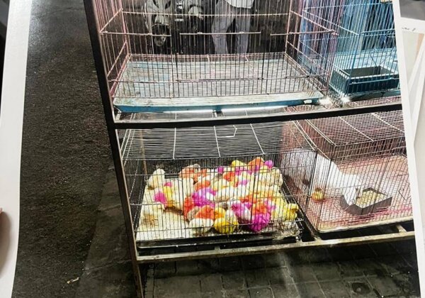 Over 50 Animals Rescued from an Illegal Bengaluru Pet Shop Following Efforts by PETA India