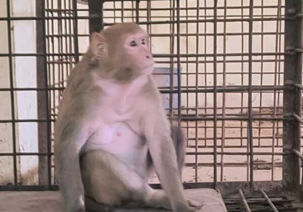 Rhesus Macaque Forced to Perform in Circus Rescued by Police and Local Forest Division, Following PETA India Complaint
