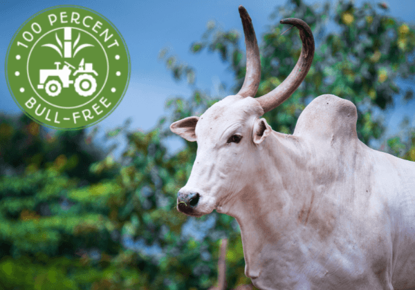 100% Bull-Free Sugar Certification