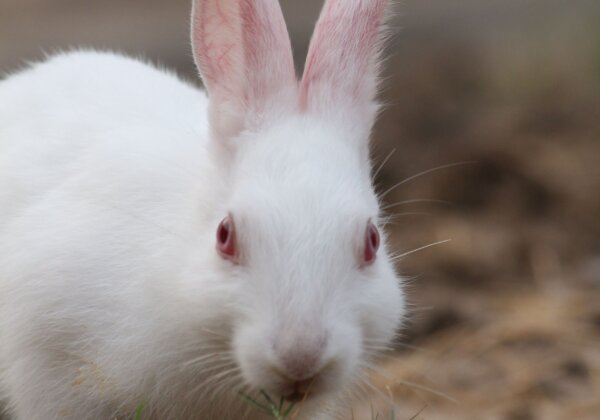 European Union Moves Closer to Ending Chemical Tests on Animals