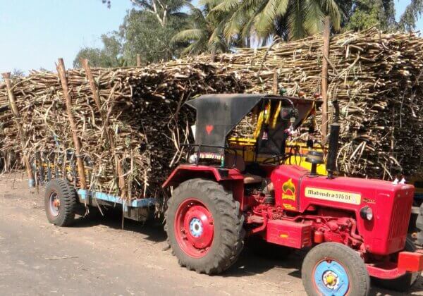 Solapur’s Jai Hind Sugar Becomes the First Mill to Earn PETA India’s ‘Bull-Free’ Certification