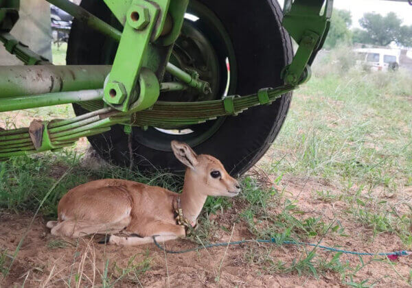 Wild Blackbuck Fawn Held Captive Rescued by Forest Officials in Nagaur, Following PETA India Complaint