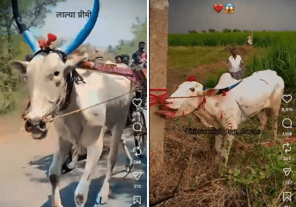 Blood-Drenched Bull, Collapsed and Dragged Pony and Illegal Animal Races in Belagavi—Three Booked for Heartless Acts Following PETA India Complaint