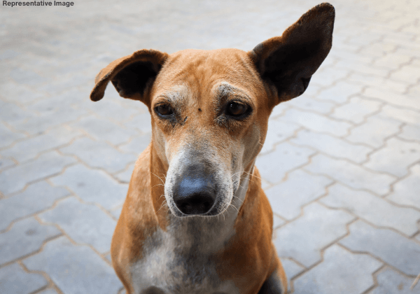 Female Dog Raped in Rewari—FIR Filed Following PETA India Intervention to Protect ALL Females