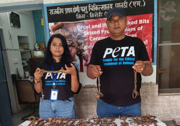 राजस्थान पशुपालन विभाग ने PETA इंडिया के सहयोग से माउंट आबू और सिरोही में घोड़ों को नियंत्रित करने वाली 120 क्रूर व अवैध काँटेदार लगामें जब्त कीं