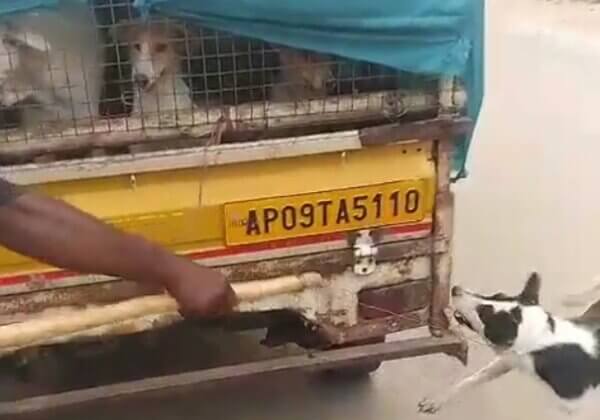 Warangal Police Register FIR for Cruel Capture and Illegal Relocation of Over a Hundred Dogs, Following Intervention by PETA India and SAFI