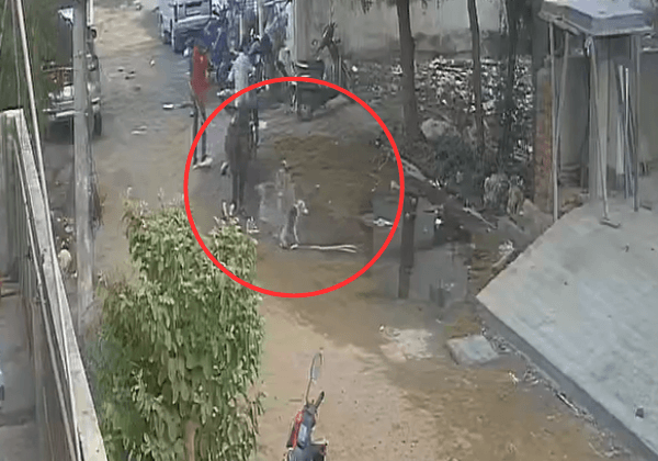 FIR Registered Against Five Men for Beating and Killing a Community Dog in Nellore, Following PETA India and SAFI Intervention in Nellore