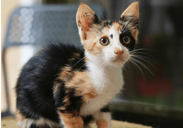 Adoption Alert: Rescued During Mumbai’s Monsoons, This Tiny Calico Kitten Is Looking for a Loving Home.