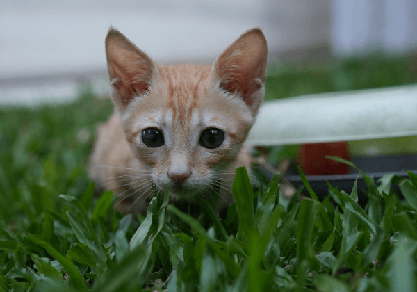 Rescued by Actor Sneha Ullal, This Female Kitten Is Ready for a Loving Home. 