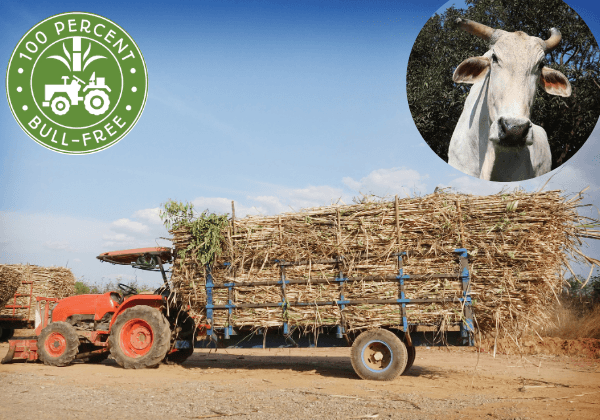 Second Sugar Mill, Dharashiv’s Lokmangal Mauli Industries, Earns PETA India’s ‘Bull-Free’ Certification