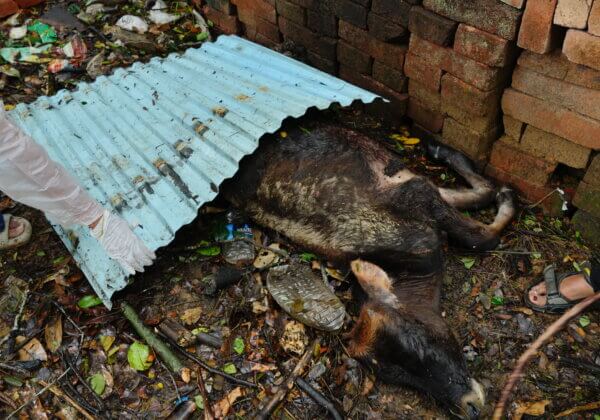 URGENT: Dead Calf, Bags of Bones and Animal Graveyards Found—Help Shut This Animal Hoarder Down