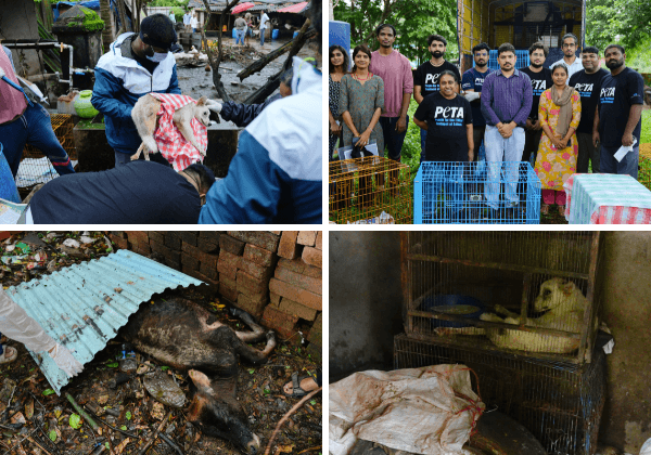 Dead Calf Found on Seventh Sweep of Udupi Animal Hoarder’s House of Horrors, 17 More Animals Rescued—PETA India Demands Ban on Keeping of Any Animals