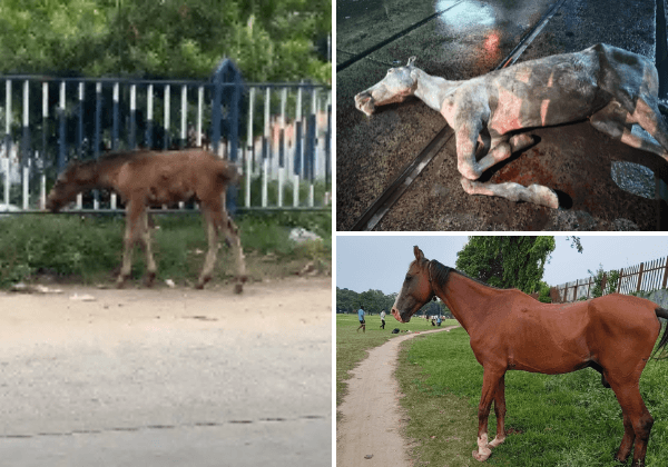Three New Kolkata Horse-Cruelty FIRs, Indian Teen’s NYC Horse-Carriage Death Spur PETA India Appeal to West Bengal Chief Minister for Non-Animal Carriages