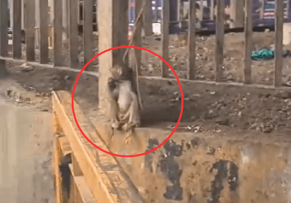 Chennai Forest Division Rescues Monkey Abused for Entertainment Following PETA India Complaint