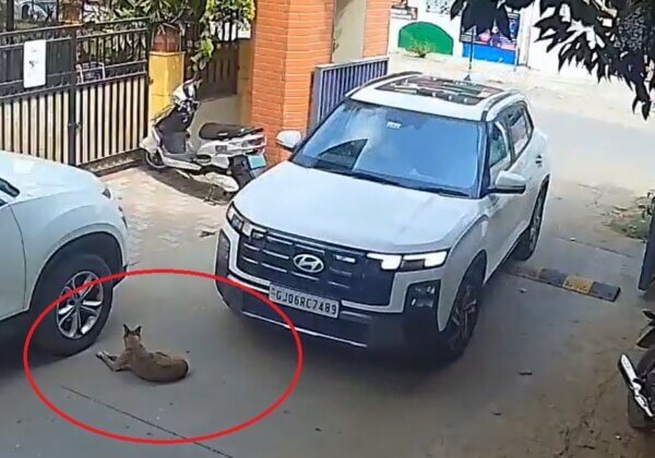 FIR Registered for Running Over and Killing Dog in Vadodara, Following PETA India Intervention