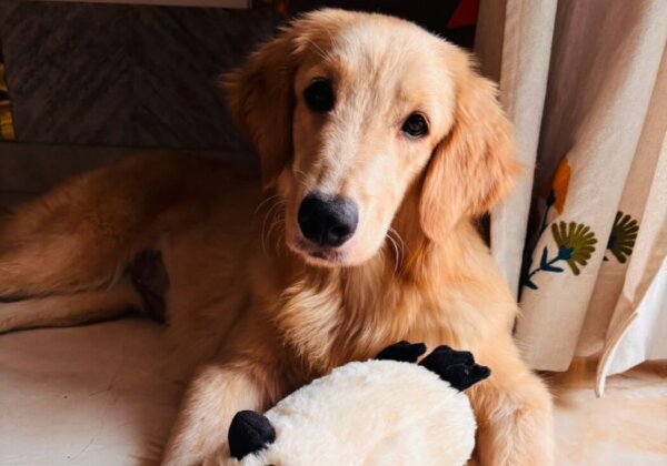 Karnataka High Court Observes “Animals are Not Chattels”, Rules Against Dogs Being Returned Following Abuse in Case Filed by PETA India