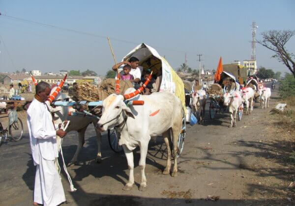 Belagavi Administration Orders Animal-Free Transport for Chinchali Jatra, Following Concerns Raised by PETA India