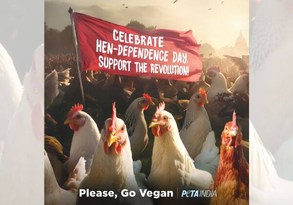 हेन-डिपेंडेंस डे मनाएँ: PETA इंडिया के नए होर्डिंग ने नागरिकों से मुर्गियों को भी आज़ादी देने की अपील की