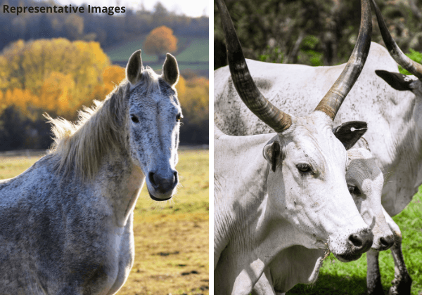 PETA इंडिया की शिकायत के बाद बेलगावी में अवैध बैलगाड़ी और घुड़दौड़ प्रतियोगिताएं रद्द