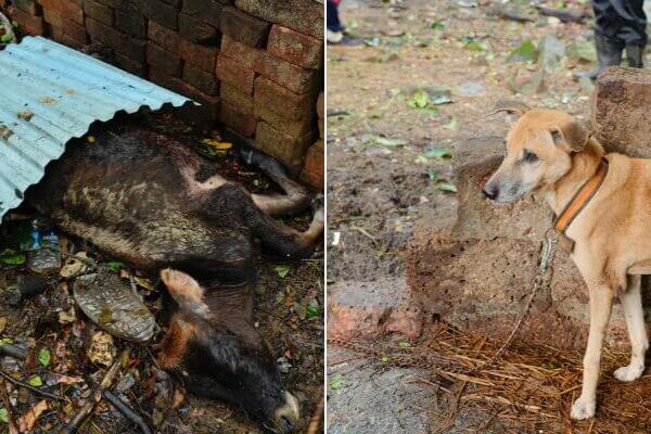 Dead Calf Found on Seventh Sweep of Udupi Animal Hoarder’s House of Horrors, 17 More Animals Rescued—PETA India Demands Ban on Keeping of Any Animals