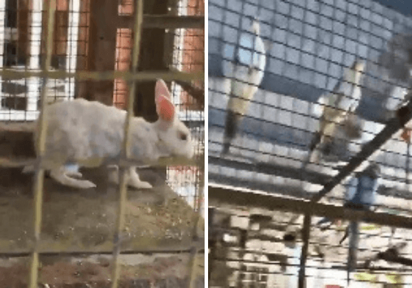 37 Cockatiels and Nine Sick Rabbits Rescued from Deplorable Conditions at a Thane Café, Following PETA India Intervention