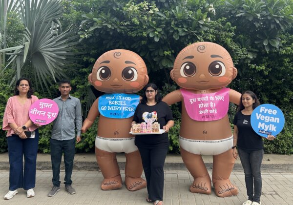 PETA इंडिया के विश्व स्तनपान सप्ताह अभियान में विशाल ‘शिशुओं’ ने गुजरात के राहगीरों से बड़े होने और डेयरी-मुक्त जीवन अपनाने की अपील की