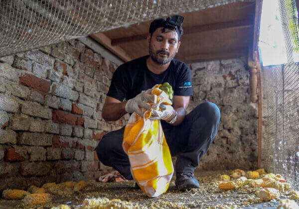Freedom for Over 120 Parakeets and Pigeons After Rampur Police and Forest Officials Raid Wildlife Dealer, Following Complaint by PETA India