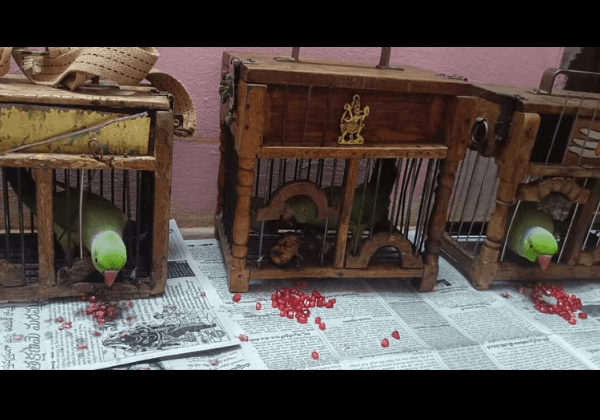 Three Captive Parakeets Used by Fortune Tellers Rescued by Tirupati Forest Division After PETA India Complaint, Perpetrators Fined