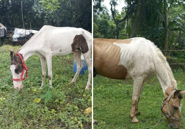 Cruelty Crisis: Ailing Horses Rescued, PETA India and CAPE Foundation Say Heritage Style E-Carriages Needed NOW in Kolkata