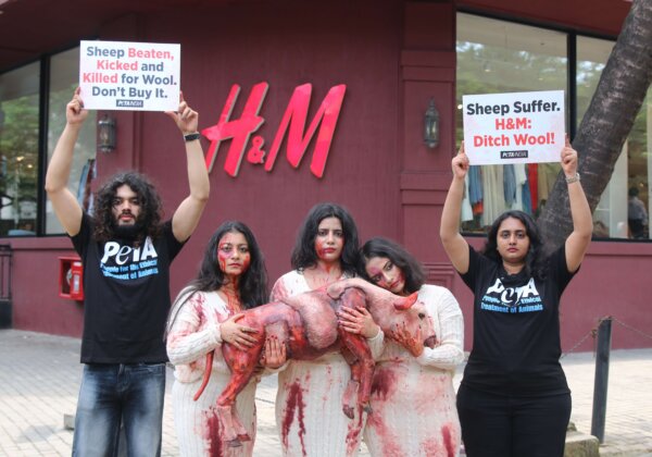 PETA India Supporters Cradle ‘Bloody Shorn Sheep’ in Wool Protest Outside H&M’s Santacruz Store