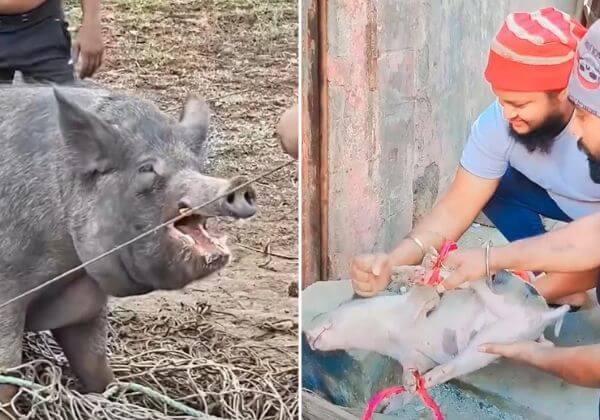 पुणे में सूअरों के साथ क्रूरता के मामले में FIR दर्ज, PETA इंडिया की शिकायत के बाद FIR के कार्यवाई