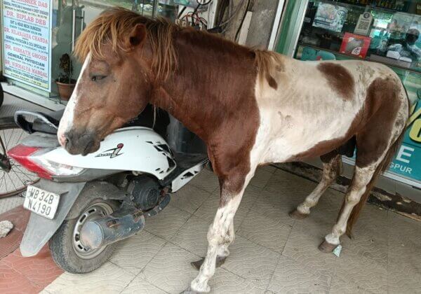 Paschim Medinipur Administration & MPs June Maliah and Sayani Ghosh Support PETA India in Rescuing Abandoned Pony