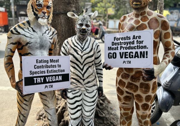 ‘Tiger’, ‘Zebra’, and ‘Giraffe’ Make World Vegetarian Awareness Month Plea: Save Our Habitat – Go Vegan