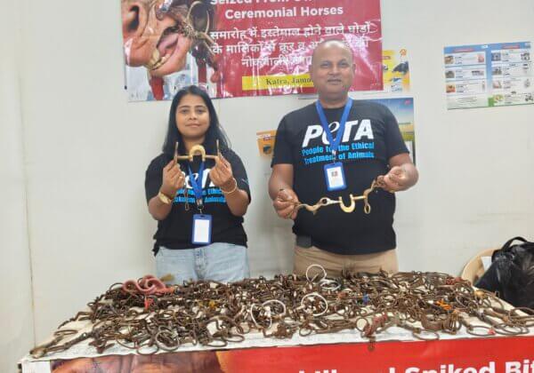घोड़ों को नियंत्रित करने हेतु इस्तेमाल किए जाने वाले 140 मुंह की काँटेदार लगामें जब्त