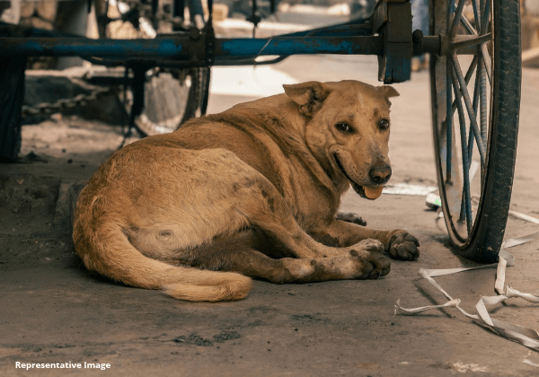 Female Dog Sexually Abused in Varanasi— FIR Registered Following PETA India Intervention to Protect ALL Females