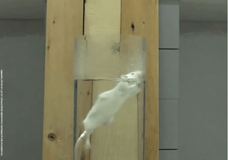 Great News for Small Animals: TANUVAS Will Not Approve Cruel Forced Swim Test After Hearing from PETA India