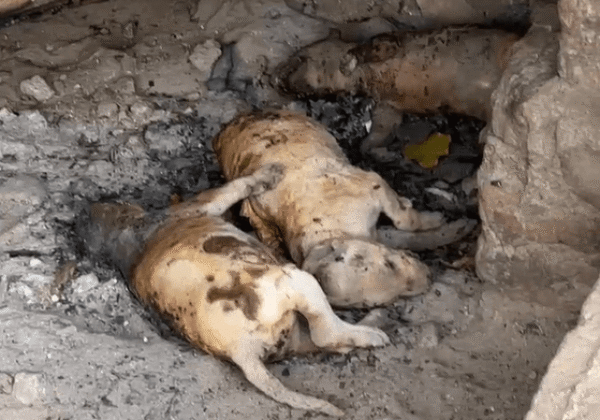 FIR Registered Against Tiruvarur Man for Burning Three Puppies to Death, Following PETA India Intervention