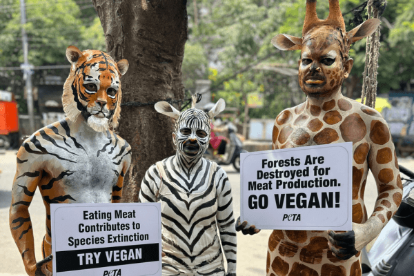 ‘Tiger’, ‘Zebra’, and ‘Giraffe’ Make World Vegetarian Awareness Month Plea: Save Our Habitat – Go Vegan