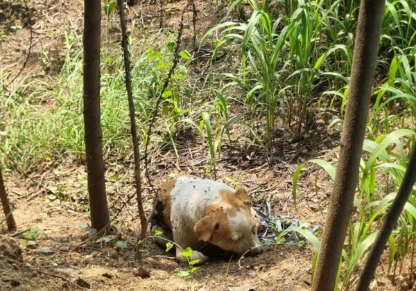 PETA इंडिया और SAFI के हस्तक्षेप के बाद IIT हैदराबाद में सामुदायिक कुत्ते की हत्या के मामले में FIR दर्ज