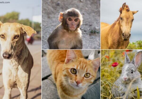 Wild Animals and Community Dogs & Cats Could Face Painful Laboratory Experiments – Take Action Now!